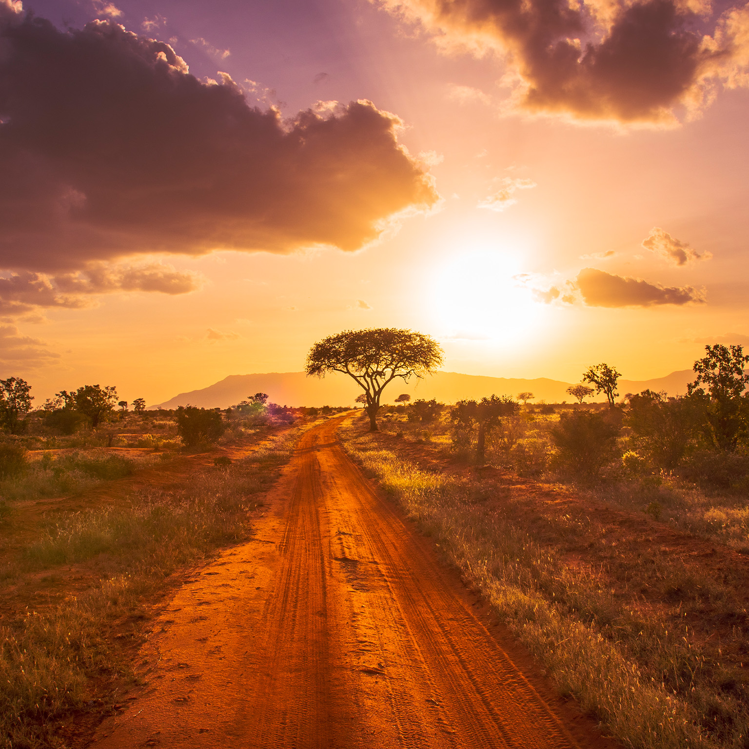 Scenic view of field against sky during sunset, Kenya - stock photo