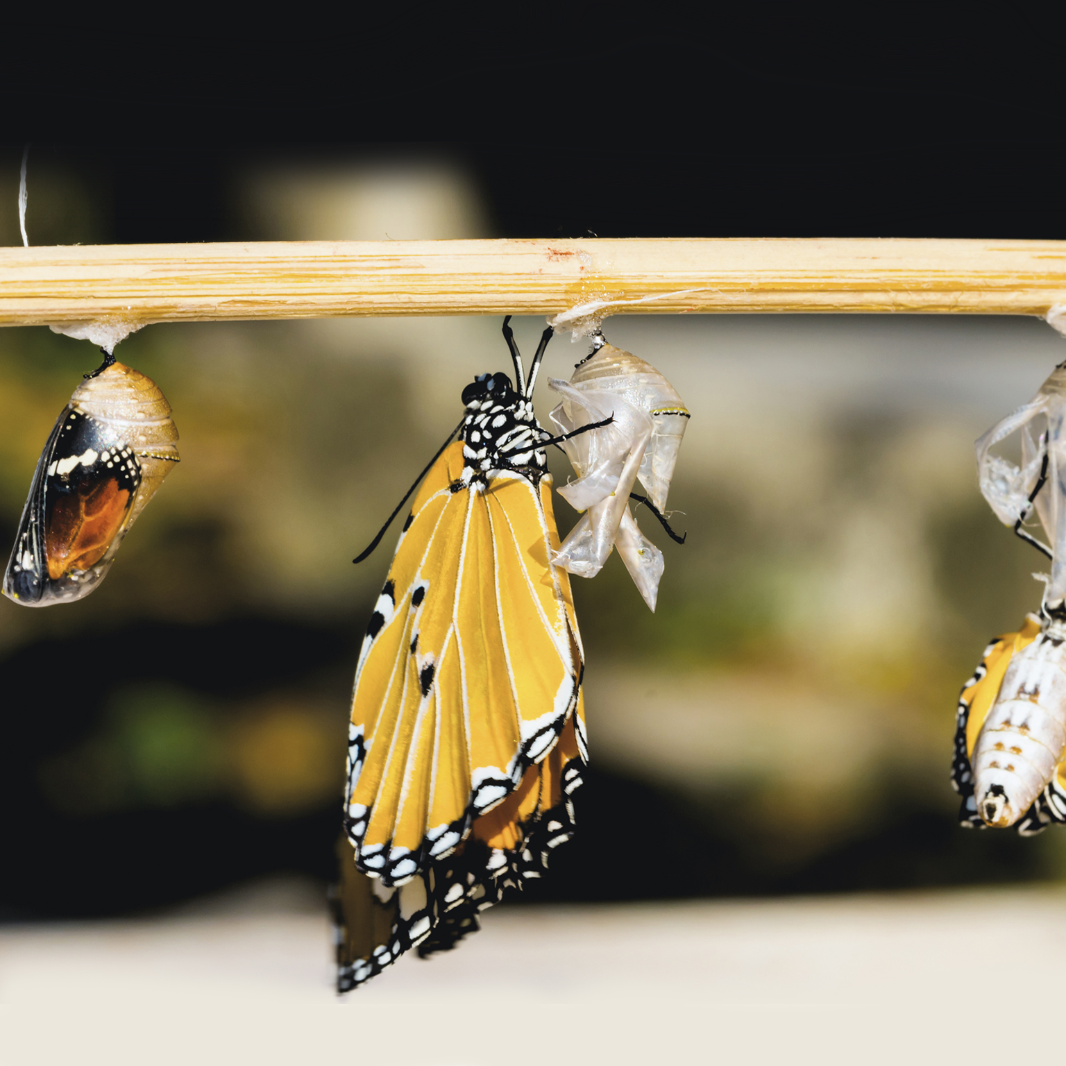 Doing vs being: Practical lessons on building an agile culture