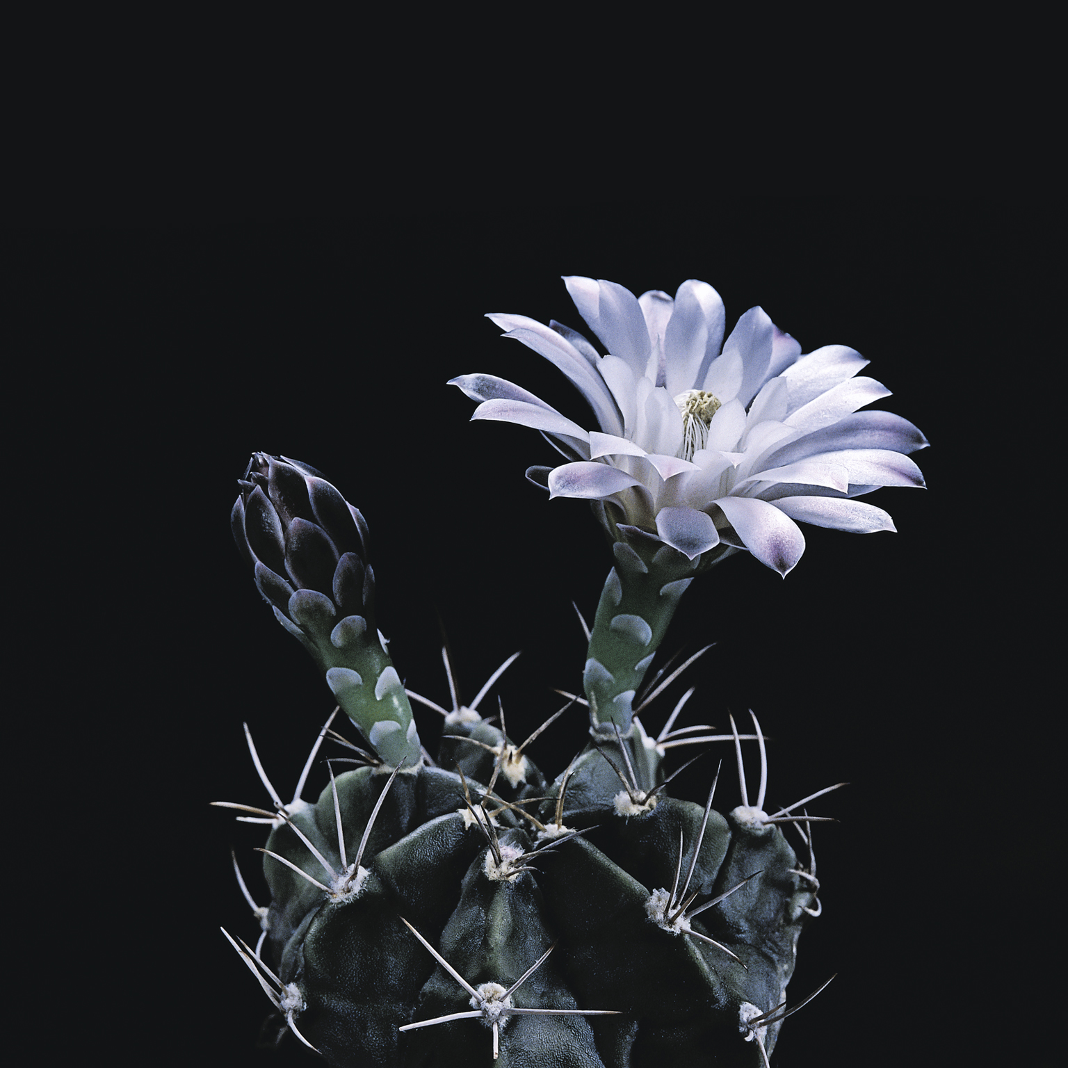 Cactus flower
