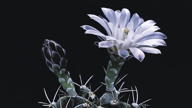 Cactus flower