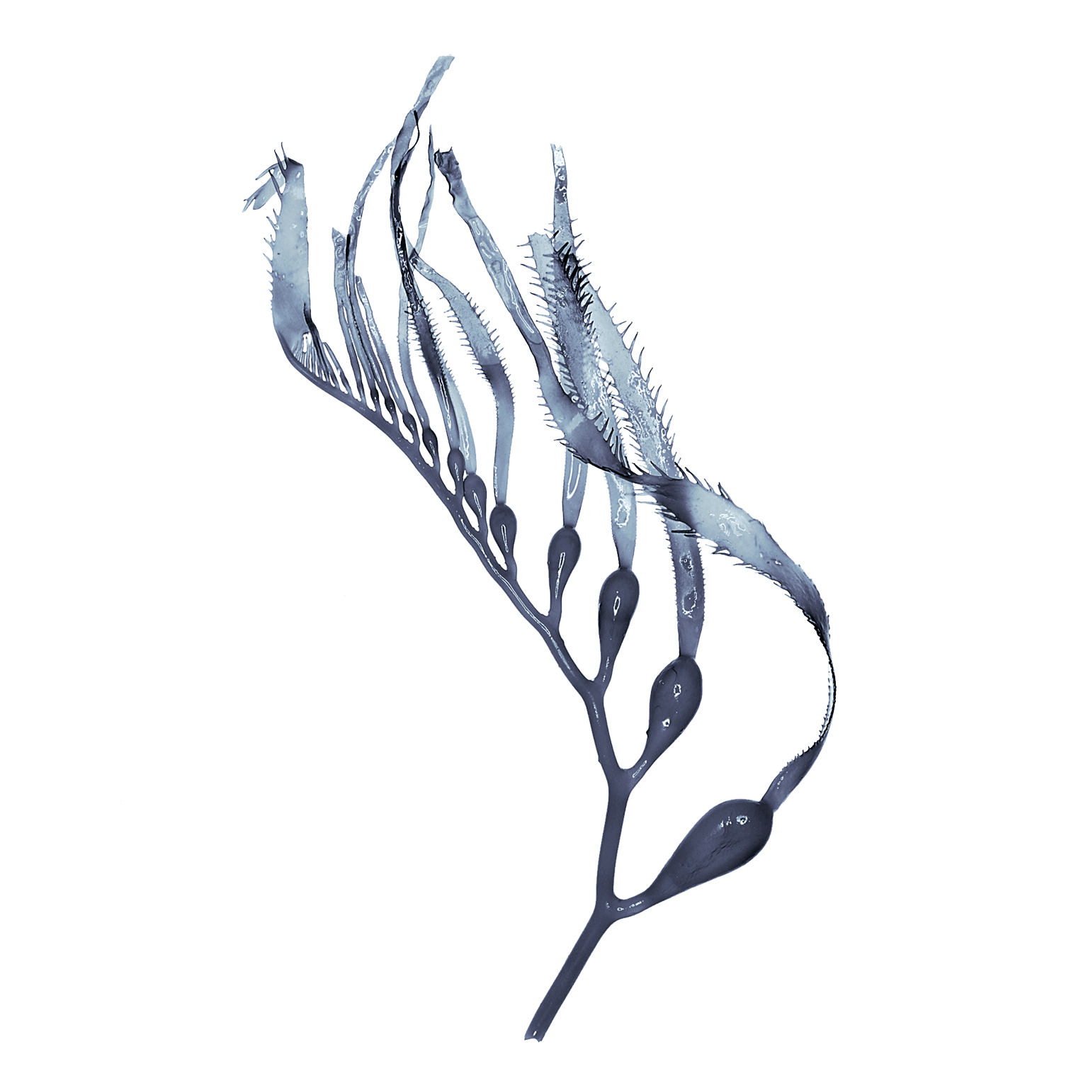 Kelp