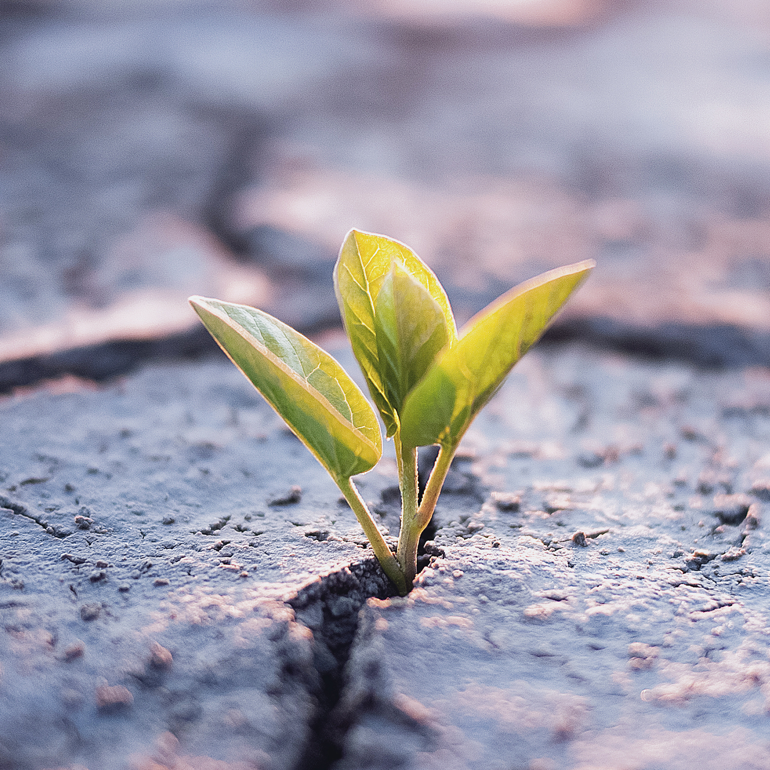 Resilience in TMT: Winning in downturns